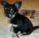 Превью Щенята длинношерстной чихуахуа Москва - 1