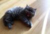 Котята персы превью 417522.