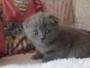 Превью Кот и котятки-кошечки шотландские вислоухие Новосибирск - 1