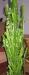 Превью Молочай Euphorbia trigona Рязань - 1