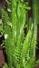 Превью Молочай Euphorbia trigona Рязань - 2