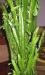Превью Молочай Euphorbia trigona Рязань - 3
