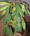 Превью Молочай Euphorbia leuconeura Рязань - 1