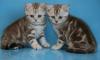Британские котята шоколадные мраморята превью 421054.