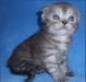 Шотландские вислоухие и прямоухие котята превью 421161.