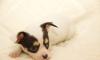Превью Черно-подпалый мальчик чихуахуа с масочкой Москва - 1