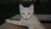 Котенок превью 422609.
