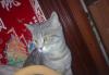 Страйт котенок даром превью 424131.