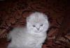 Шотландский котик превью 424500.