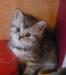 Превью Котята вискас с зелёными глазками Москва - 1