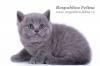 Британские котята - подтвержденное шоу-качество превью 424961.