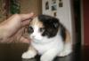 Котята скоттиш-фолд превью 425038.