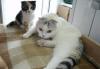 Превью Котята скоттиш-фолд Химки - 2