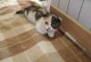 Превью Котята скоттиш-фолд Химки - 3