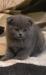 Продам вислоухого котика превью 425072.