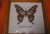 Превью Потрясающая вышивка  крестом Бабочки Москва - 4