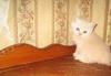 Превью Британский кремовый котёнок,1,5 месяца. Клубный, с Москва - 1