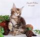 Превью Кошечка породы мейн кун Москва - 2