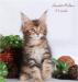 Превью Кошечка породы мейн кун Москва - 3