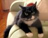 Превью Обаятельная маркиза Мэри Москва - 1