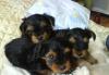 Щенки йоркширского терьера мини превью 430045.