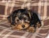Милый щенок йоркширского терьера на продажу превью 430048.