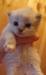 Котенок в дар превью 431498.