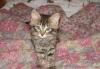 Котёнок в добрые руки превью 433080.