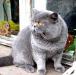 Котята британские и кот для вязок превью 434015.
