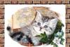 Превью Котята британские и кот для вязок Санкт-Петербург - 2