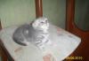 Превью Шотландский вислоухий котик (шикарный) Екатеринбург - 1