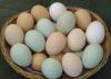 Попугаи и оплодотворенных яиц попугаев на продажу превью 435452.
