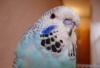 Превью Выставочные волнистики чехи Москва - 1