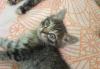 Котенки 2.5 месяца превью 441208.