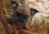 Превью Щенок брюссельского грифона (девочка) Москва - 4