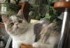 Котята превью 444155.