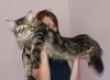 Котята  породы Мейн Кун превью 444200.