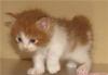 Элитные котята породы курильский бобтейл превью 444320.