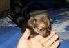 Превью Чихуахуа мини Москва - 2