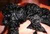 Превью Щенки той пуделя Бугульма - 1