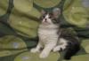 Сибирский котик с родословной превью 446645.