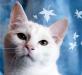 Котёнок в дар. Вальс, 6 мес превью 447999.