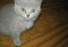 Котик скотиш страйт, окрас голубой превью 448086.
