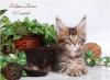 Превью Котята породы мейн кун-ласковый гигант Москва - 2