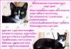 Превью В хорошие руки кошка Масяня Санкт-Петербург - 1