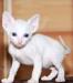 Корниш-рекс.Белые, цветные клубные котята.Недорого превью 449392.