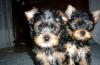 Йоркширский терьер, щенки., Орехово Москва превью 449538.
