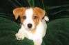 Щенки Джек Рассел терьер-гладкошерстные превью 449816.