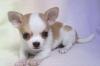 Превью Chihuahau cachorros Москва - 1