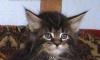 Мейн-Кун  Котята превью 450111.